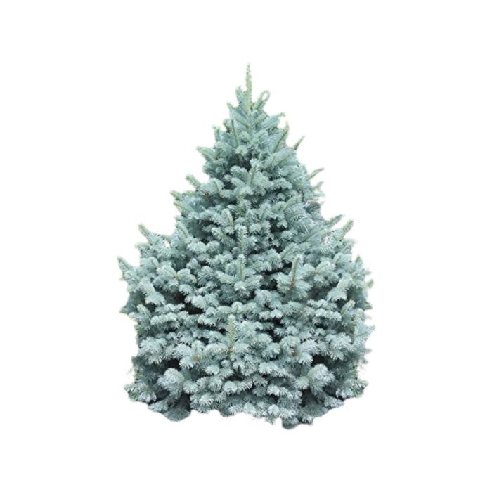 Colorado Blue Spruce