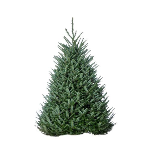 Fraser Fir
