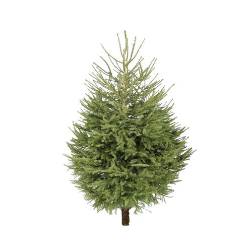 Norway Spruce