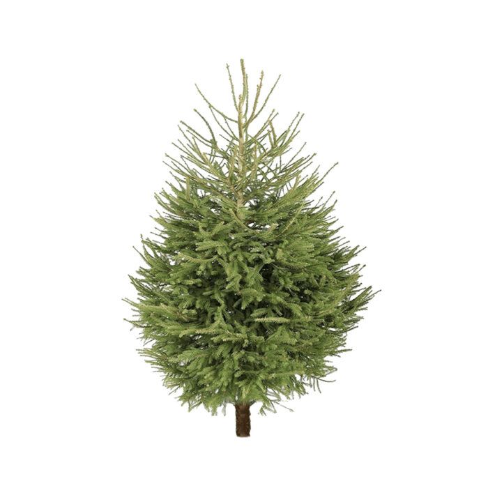 Norway Spruce