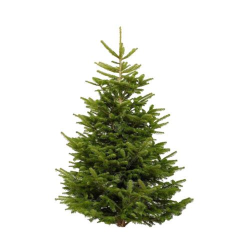 Nordmann Fir